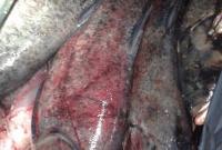 Более 200 кг рыбы без документов обнаружили в Черкассах