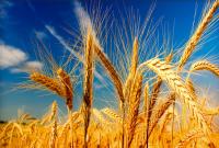 Аграрии намолотили на сегодня 35 млн тонн зерна