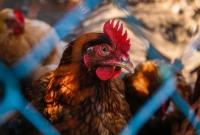 Украина нарастила экспорт курятины