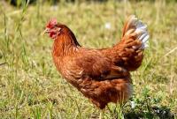 Крупный производитель курятины в Украине нашел новый зарубежный рынок