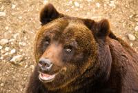 В Италии биологи случайно убили редкого медведя