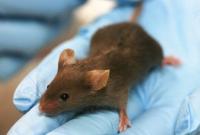 Ученые пересадили мышам "мини-мозг" человека