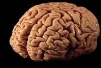 Ученые научились сохранять мозг живым вне тела