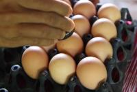Золотая курица: Украина стала лидером по экспорту яиц и куриного мяса в ЕС