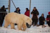 В Канаде мужчина погиб, спасая детей от белого медведя