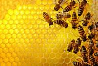 В Госпродпотребслужбы назвали причину массового мора пчел