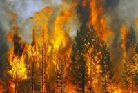 После шести дней тушения спасатели ликвидировали масштабный лесной пожар в Херсонской области