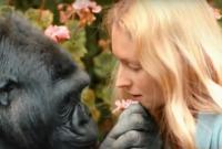 В США умерла горилла Коко. Она знала 2 тысячи слов и умела общаться с людьми