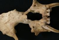 В древней гробнице в Китае нашли кости неизвестного вида обезьян