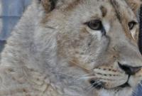 В Тернопольской области лев в мини-зоопарке травмировал подростка