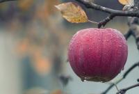 Украинские садоводы из-за убыточности оставляют урожаи яблок в садах - СМИ