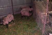 Фуру с овцами из Черноморского порта разгрузили в Тульчине: 54 животных погибли