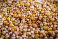 Жатва-2018: зерновые и зернобобовые культуры собраны с 10 млн га