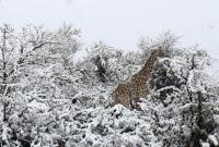 В ЮАР снег застал врасплох тропических животных