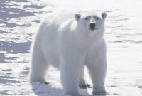 Ученые заявили о скором исчезновении белых медведей из-за глобального потепления
