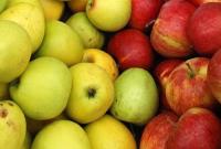 Украина за год увеличила экспорт яблок в Европу в 9 раз