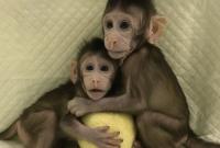 Как овечку Долли: китайские ученые впервые клонировали обезьян (видео)