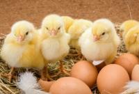 В мире вырос спрос на украинские курятину и яйца