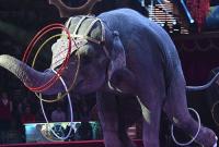 В США один штат запретил использование диких животных в цирке