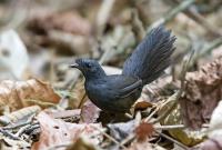 Ученые нашли самую редкую птицу в мире