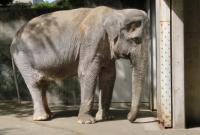 Умерла "самая печальная слониха" в мире