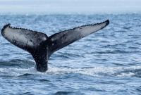 В Японии в результате столкновения катера с китом пострадали 87 человек