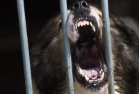 МВД России составило список опасных собак, включив в него выдуманные породы