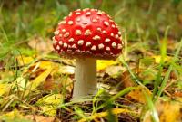 За неделю в Украине зарегистрировано два случая отравления грибами
