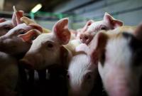 АЧС: Россия запретила ввоз украинской свинины