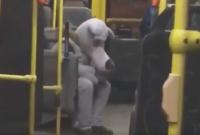 "Зайцев тут нет": в киевском троллейбусе "засекли" грустного волка (видео)
