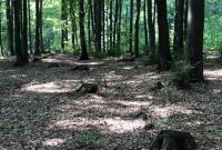 Должностному лицу на Закарпатье объявлено о подозрении в незаконной вырубке лесов
