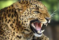 В национальном парке Шри-Ланки леопард загрыз человека