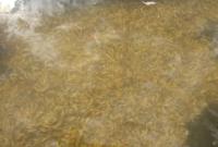 В Хаджибейском лимане произошел массовый мор креветки