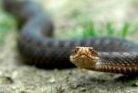 В Херсонской области мужчина после укуса змеи попал в реанимацию