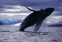В Канаде спасли жизнь полярного кита