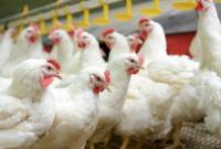 Еврокомиссия назвала Украину топовым экспортером курятины