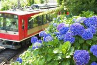 В Японии можно покататься на "поезде гортензий"