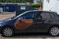 В Нидерландах пчелы заблокировали автомобиль
