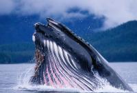 Ученые выяснили, почему размеры синих китов не меняются в течение миллионов лет