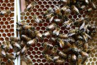 Украина сможет экспортировать рапсовый шрот и мед в Китай
