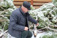 Для главной новогодней елки на Софийской площади пришлось срезать 400 сосен