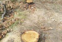 В Черкасской области задержали "черных лесорубов", которые нанесли ущерб в более чем 800 тыс. грн