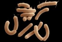 Разные виды микробов в кишечнике человека научились образовывать слаженные "команды"