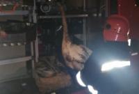 Спасатели вытащили лебедей с нефтяной ловушки на водоеме