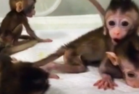 На опыты. Китайские ученые впервые клонировали генетически измененную обезьяну