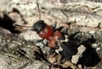 В Україні з шкідниками лісів почали боротися за допомогою мурахожука