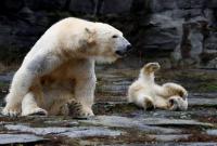 Белые медведи исчезнут к концу столетия, - ученые