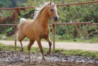 В Україні молоді люди врятували коня, якого зрадили господарі