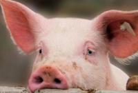 На Полтавщині перевернулася фура із свинячими тушами