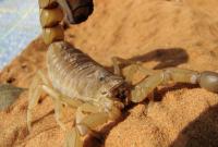Скорпионы могли быть первыми существами, которые ступили на сушу